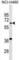 Glutamyl-TRNA Amidotransferase Subunit B antibody, abx029731, Abbexa, Western Blot image 