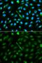 Alpha 2-HS Glycoprotein antibody, GTX30034, GeneTex, Immunocytochemistry image 