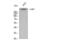 CREB Binding Protein antibody, STJ92059, St John