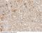 DNA Methyltransferase 3 Alpha antibody, 100785-T10, Sino Biological, Immunohistochemistry frozen image 