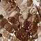TGF-Beta Activated Kinase 1 (MAP3K7) Binding Protein 3 antibody, PA5-57100, Invitrogen Antibodies, Immunohistochemistry frozen image 