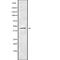 Synaptotagmin 8 antibody, abx218847, Abbexa, Western Blot image 