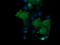 Matrix-remodeling-associated protein 2 antibody, LS-C787968, Lifespan Biosciences, Immunofluorescence image 