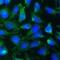 High Mobility Group Box 1 antibody, FNab10710, FineTest, Immunofluorescence image 