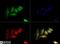 Arachidonate 5-Lipoxygenase antibody, NB110-58748, Novus Biologicals, Immunofluorescence image 