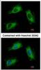 ADP Ribosylation Factor Like GTPase 1 antibody, NBP2-15461, Novus Biologicals, Immunofluorescence image 