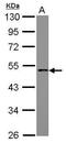 Phosphate Cytidylyltransferase 1, Choline, Beta antibody, PA5-31094, Invitrogen Antibodies, Western Blot image 