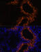 Secretoglobin Family 1A Member 1 antibody, 16-827, ProSci, Immunofluorescence image 