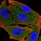 Calcium/Calmodulin Dependent Protein Kinase II Alpha antibody, HPA051783, Atlas Antibodies, Immunofluorescence image 