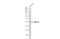 Inosine Monophosphate Dehydrogenase 2 antibody, GTX101727, GeneTex, Western Blot image 