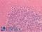 GDNF Family Receptor Alpha 3 antibody, LS-B16754, Lifespan Biosciences, Immunohistochemistry paraffin image 