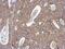 Actin Related Protein 3 antibody, NBP2-15277, Novus Biologicals, Immunohistochemistry frozen image 