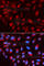 C-Terminal Binding Protein 1 antibody, A1707, ABclonal Technology, Immunofluorescence image 