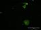 Eva1 antibody, H00010205-M06, Novus Biologicals, Immunofluorescence image 