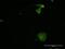 Myelin Protein Zero Like 2 antibody, H00010205-M06, Novus Biologicals, Immunofluorescence image 