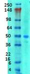 Solute Carrier Family 38 Member 1 antibody, orb67489, Biorbyt, Western Blot image 