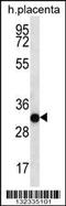 COP9 Signalosome Subunit 7A antibody, 56-662, ProSci, Western Blot image 