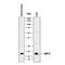 Growth Differentiation Factor 9 antibody, PA5-47924, Invitrogen Antibodies, Western Blot image 