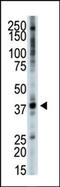 Tribbles homolog 3 antibody, AP15158PU-N, Origene, Western Blot image 