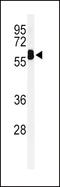 EH Domain Containing 3 antibody, LS-C167668, Lifespan Biosciences, Western Blot image 