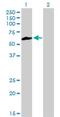 NIMA Related Kinase 3 antibody, H00004752-M01, Novus Biologicals, Western Blot image 