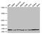 Poly(A) Binding Protein Interacting Protein 2 antibody, CSB-PA859027LA01HU, Cusabio, Western Blot image 