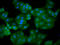 Ras GTPase-activating-like protein IQGAP2 antibody, LS-C680681, Lifespan Biosciences, Immunofluorescence image 