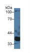 Protein Phosphatase, Mg2+/Mn2+ Dependent 1A antibody, LS-C727956, Lifespan Biosciences, Western Blot image 