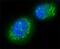 Sirtuin 2 antibody, GTX12193, GeneTex, Immunofluorescence image 