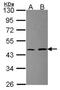 Ribosomal Protein L3 antibody, NBP2-20214, Novus Biologicals, Western Blot image 