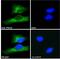 Phosphodiesterase 5A antibody, 46-153, ProSci, Western Blot image 