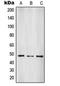 Suppressor Of Variegation 3-9 Homolog 2 antibody, orb215291, Biorbyt, Western Blot image 