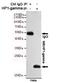 Chromobox 3 antibody, GTX66848, GeneTex, Immunoprecipitation image 