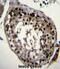 Deleted In Azoospermia 4 antibody, abx026884, Abbexa, Immunohistochemistry frozen image 