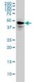 Spermatogenesis-associated protein 2 antibody, H00009825-M01, Novus Biologicals, Western Blot image 