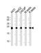 Triosephosphate Isomerase 1 antibody, A02559-1, Boster Biological Technology, Western Blot image 