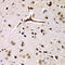 Eukaryotic Translation Initiation Factor 2 Alpha Kinase 4 antibody, LS-C346258, Lifespan Biosciences, Immunohistochemistry frozen image 