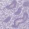 Phosducin Like 2 antibody, PA5-61695, Invitrogen Antibodies, Immunohistochemistry paraffin image 