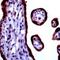 Calcium Sensing Receptor antibody, PA1-37213, Invitrogen Antibodies, Immunohistochemistry paraffin image 