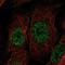 Tetraspanin 13 antibody, NBP1-81001, Novus Biologicals, Immunocytochemistry image 