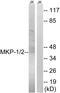 MKP-1 antibody, A30451, Boster Biological Technology, Western Blot image 