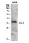 Serpin Family E Member 1 antibody, A00637-1, Boster Biological Technology, Western Blot image 