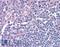 Interferon Regulatory Factor 8 antibody, LS-B2127, Lifespan Biosciences, Immunohistochemistry frozen image 