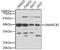SWI/SNF Related, Matrix Associated, Actin Dependent Regulator Of Chromatin, Subfamily B, Member 1 antibody, A5767, ABclonal Technology, Western Blot image 