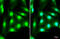 DEAD-Box Helicase 3 X-Linked antibody, GTX110614, GeneTex, Immunofluorescence image 