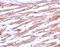 Uracil DNA Glycosylase antibody, 3863, ProSci Inc, Immunohistochemistry frozen image 