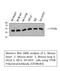 Phosphatase And Tensin Homolog antibody, STJ98583, St John