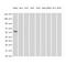 Formimidoyltransferase Cyclodeaminase antibody, M05499-2, Boster Biological Technology, Western Blot image 