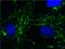 Peptidylprolyl Isomerase F antibody, ab110324, Abcam, Immunofluorescence image 