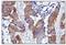 Cell Division Cycle 42 antibody, A00119, Boster Biological Technology, Immunohistochemistry frozen image 